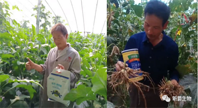 根腐病、枯萎病、青枯病，茎基腐病怎么办？