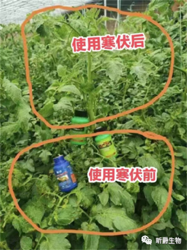 寒伏在大棚蔬菜上使用效果