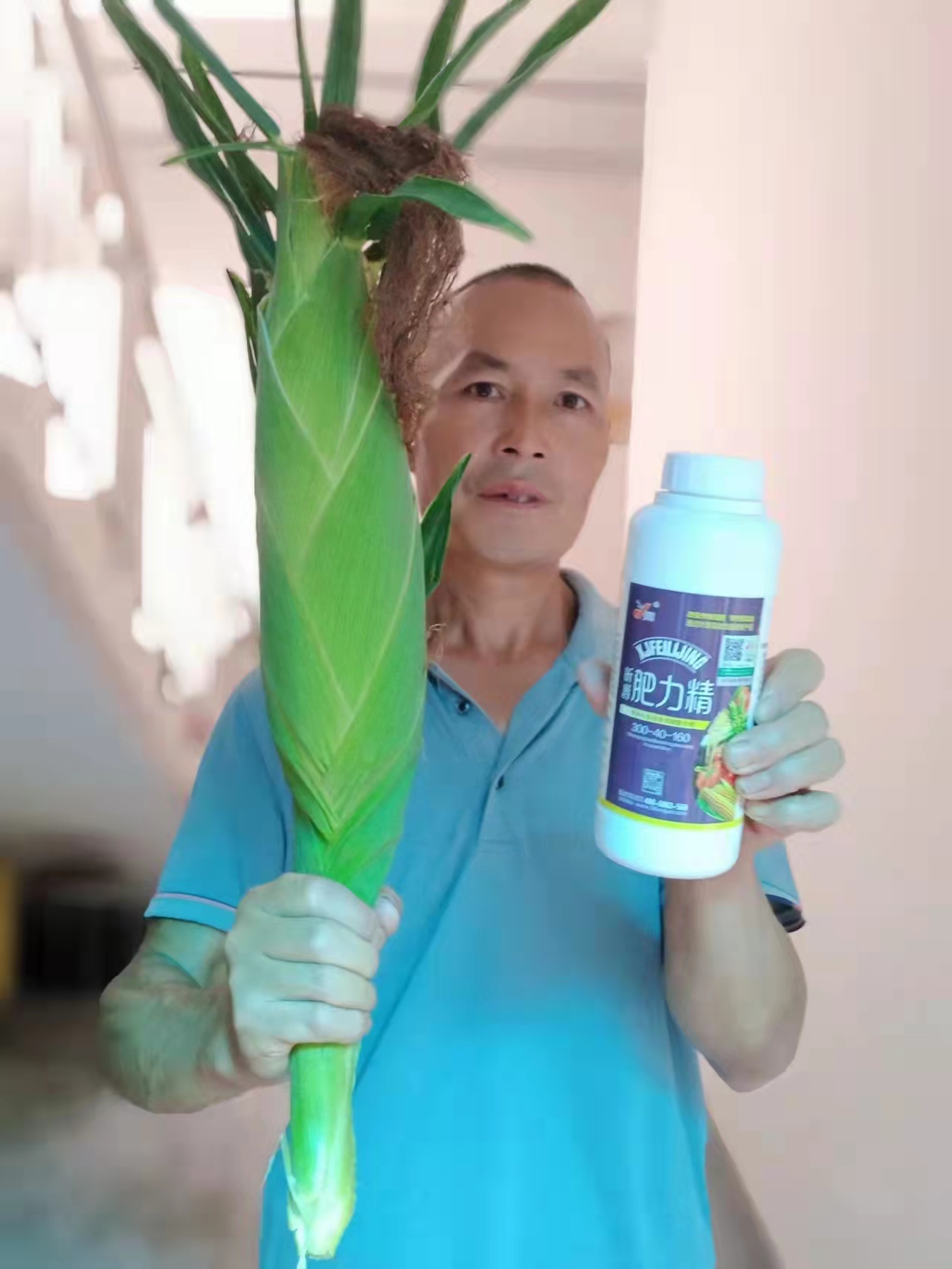 淝力精安阳方北营玉米使用效果案例