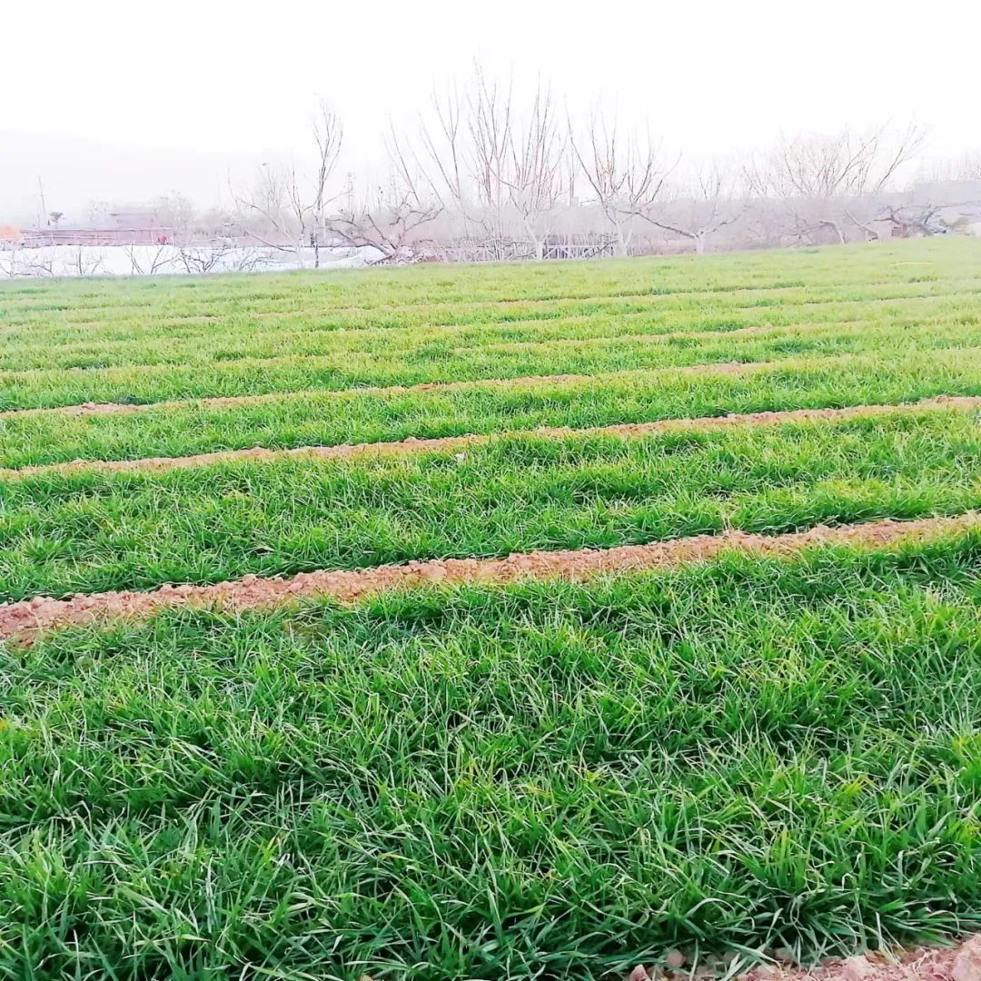 小麦开始拔节以后，能不能再追施返青肥？