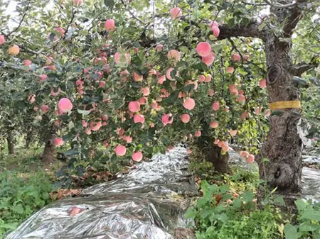 苹果幼果小是什么原因？花后40天管理没做好