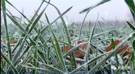 倒春寒下小麦不出穗、果树不结果，该怎么办？