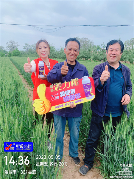 2天3场小麦测产观摩会，小麦想产量提高就用有抗旱功能的液态复合肥淝力精