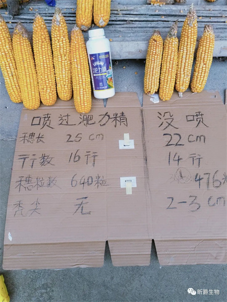 提高玉米品质及产量，就用具有抗旱功能的液态复合肥淝力精