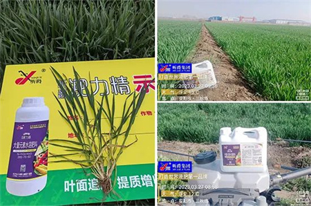 新型追肥产品液态复合肥淝力精，让作物增强生长，提***量。