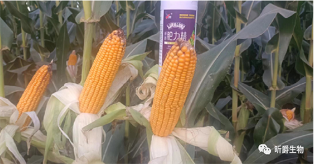 具有抗旱功能的液态复合肥淝力精，助力玉米产量提高用事实说话