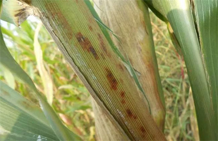 玉米褐斑病导致减产40%，怎么回事？抓紧防治！