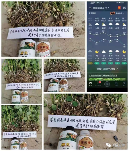 夏季降雨频繁易引发花生白绢病，最佳防治时期你千万别错过。