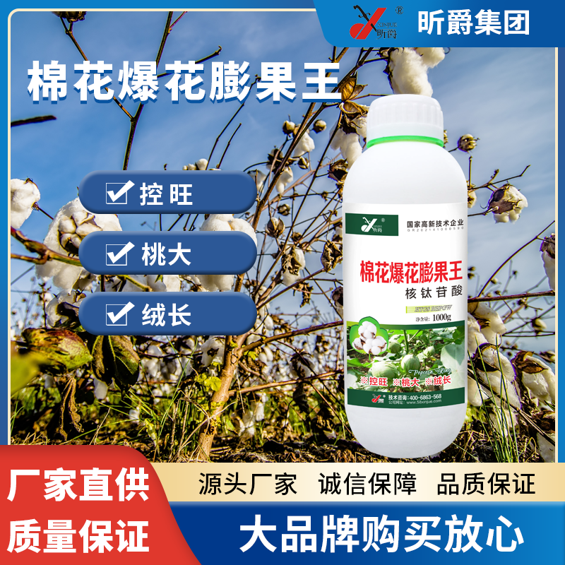 棉花爆花膨果***