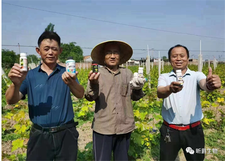 连续阴雨天农作物霜霉病、疫病高发怎么办？用逆生201快速解决！