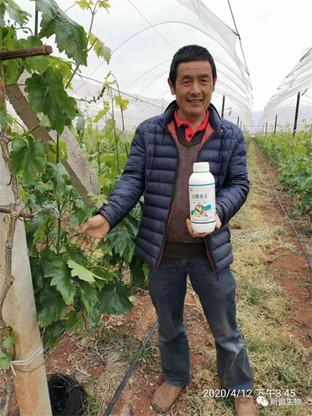 清园清棚使用清园剂园棚速清，省时、省力、省心还省钱