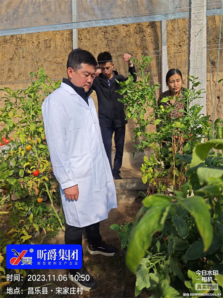 忽视西红柿长势弱，可能导致绝收减产，原来是根结线虫造成的