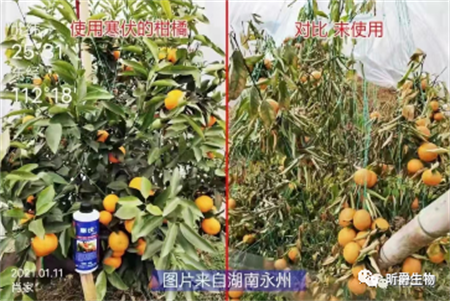 气温骤降农作物该怎样应对？快用昕爵寒伏共渡寒冬