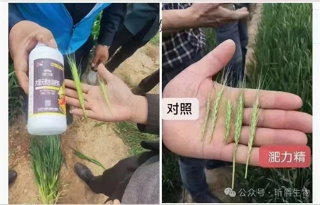 替代尿素的叶面追肥新产品淝力精