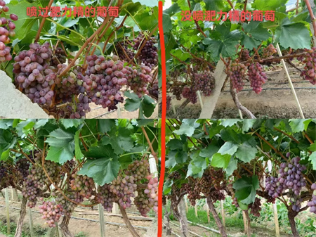 替代尿素的叶面追肥新产品淝力精