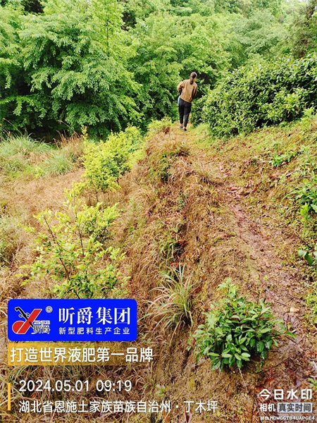 昕爵初八防治连续降雨高湿造成的茶叶炭疽病效果好