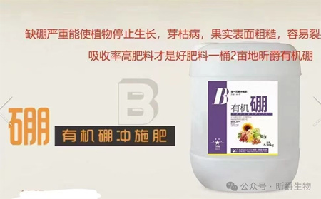 农作物用了昕爵有机硼，丰收有保障