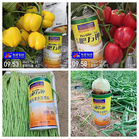 果蔬黄苗弱苗怎么办？就用昕爵冲施滴灌精