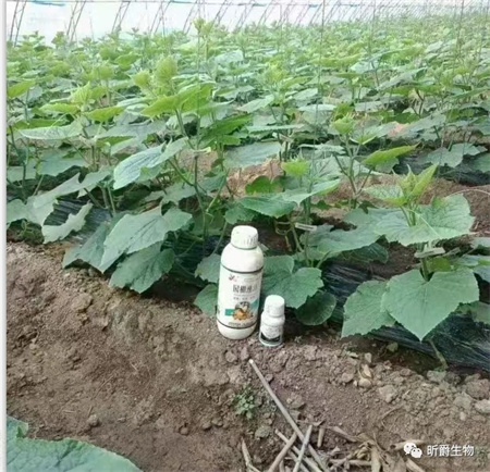 大棚清棚用什么？当然是昕爵园棚速清