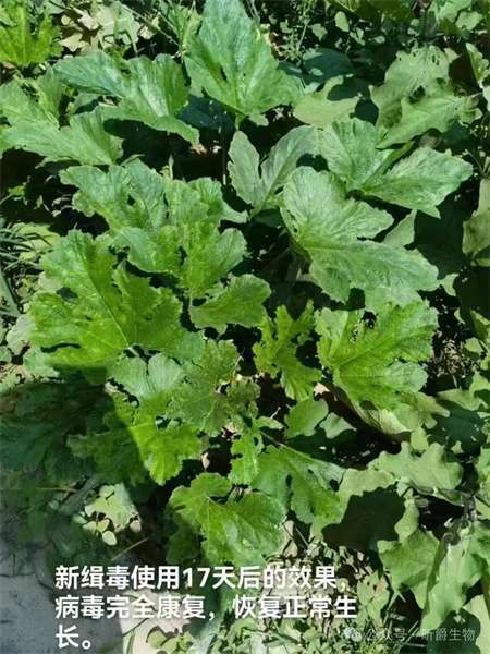 昕爵新缉&middot;毒：作物病毒病的绿色防控新利器