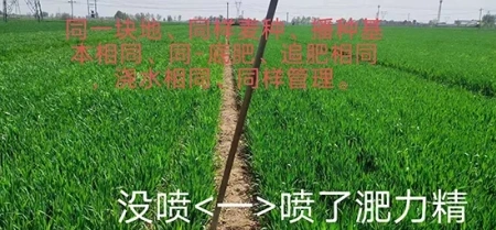 小麦返青拔节期追肥就用淝力精