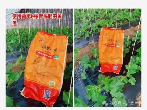 昕爵微生物菌剂菌肥e稼：为土壤健康保驾护航