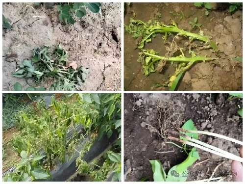 作物根腐烂根等恶性土传病害就用昕爵菌肥e稼