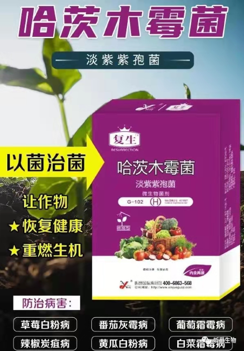 昕爵微生物菌剂复生：解决农作物土传病害的得力助手