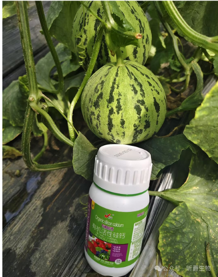 果实发生裂果软果怎么办？当然是硅钙同补的昕爵有机硅钙