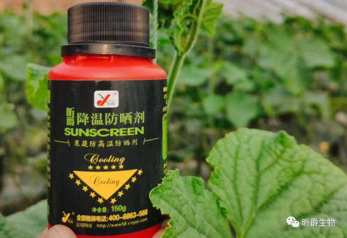 高温来袭，快用昕爵降温防晒剂防治作物日灼病