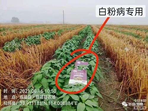 昕爵微生物菌剂复生，有效解决作物重茬、死苗烂根