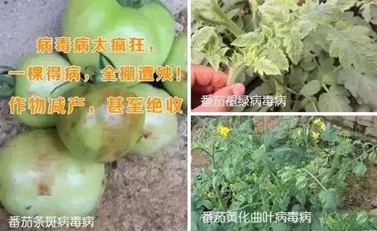 农作物病毒病防治用昕爵新缉&middot;毒就对了