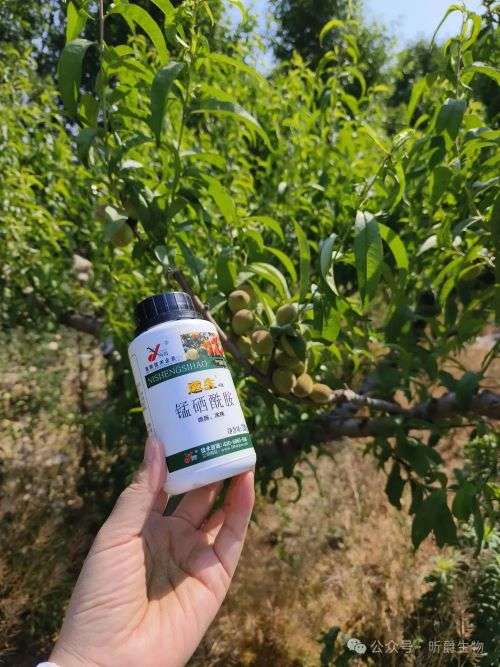 逆生4号有效防治植物真菌、细菌、病毒