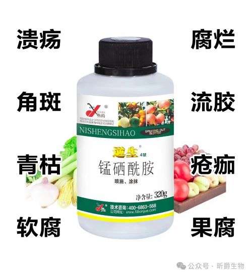高温高湿的细菌病害难治，就用昕爵逆生4号