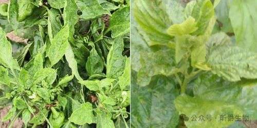 黄叶、小叶、皱缩！作物病毒病就用昕爵新缉&middot;毒！