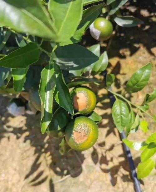 40℃高温你还没给农作物用上昕爵降温防晒剂？