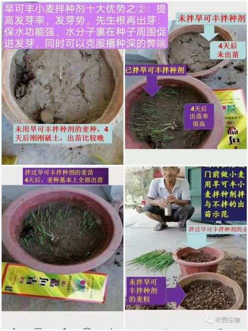 具有抗旱功能的小麦拌种剂，为每一粒种子注入生长的力量