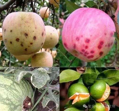 植物缺钙就用昕爵有机钙