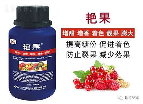 膨果慢、着色差？昕爵艳果来帮忙