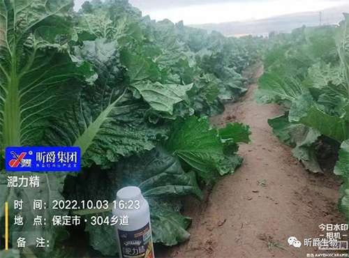 白菜包心期用昕爵翡利晶，产量有保障