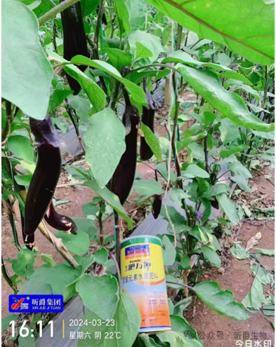 作物黄苗弱苗，快用昕爵冲施滴灌精