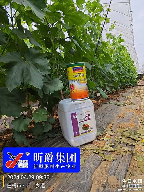 硅肥不能少，但如何选择？昕爵告诉你答案