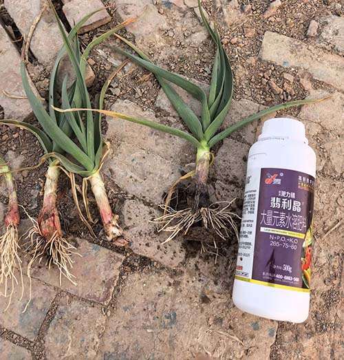 大蒜春季管理用昕爵翡利晶，省时省心增效