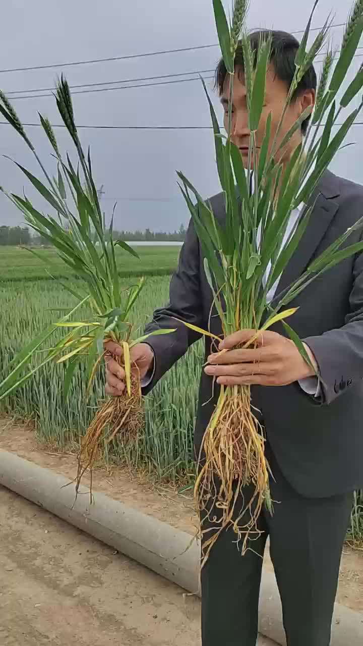 翡利晶小麦使用市场案例