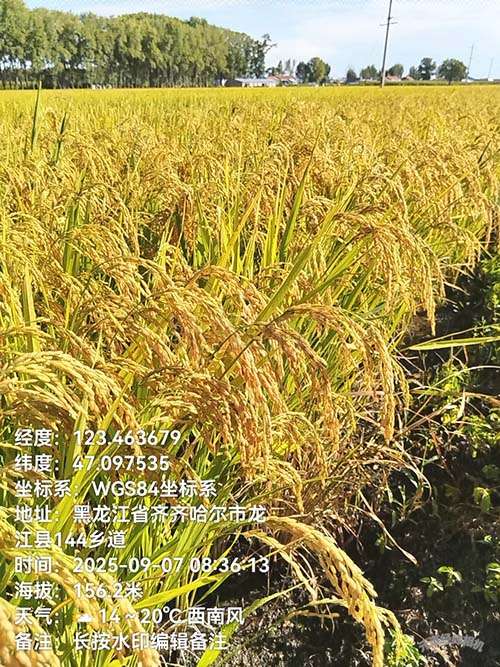 昕爵中空纳米酸性硅肥赋能水稻产业，抗倒伏、提产量双突破